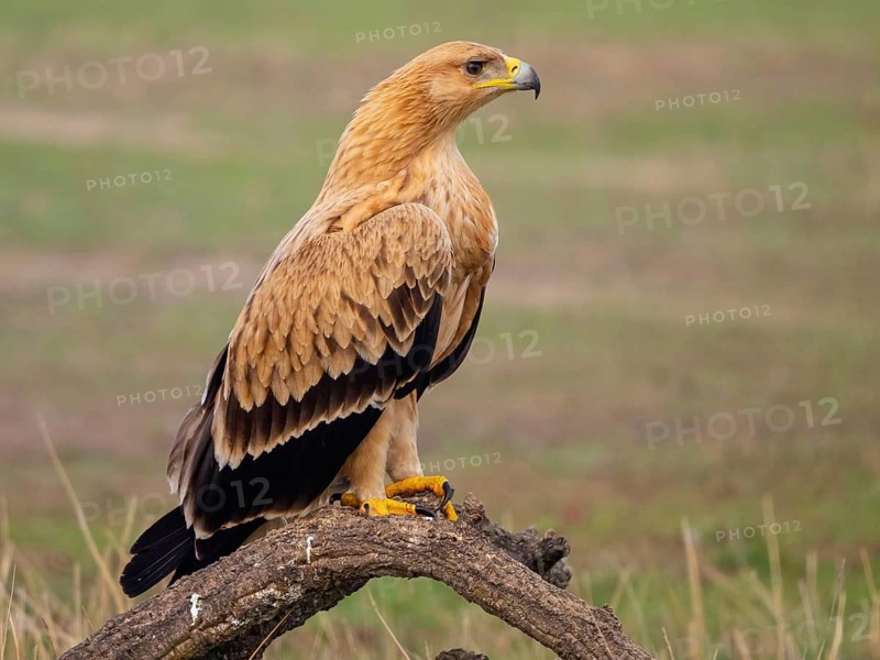Spanish imperial eagle (Aquila adalberti), El Millaron Imperial Eagle Hid, Salorino, Extremadura Caceres, Spain, Europe