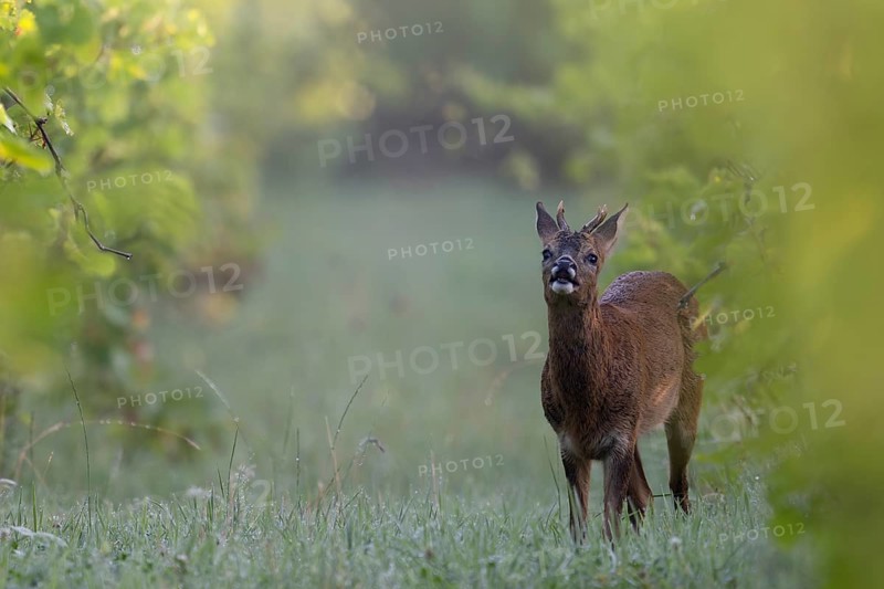 Roebuck in summer, leaf time, Wittlich, Rhineland-Palatinate, Germany, Europe