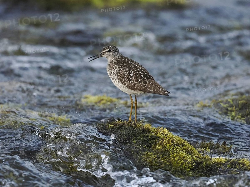 Wood Sandpiper (Tringa glareola), adult, standing on a stone in a stream, calling, Finmark, Norway, Europe