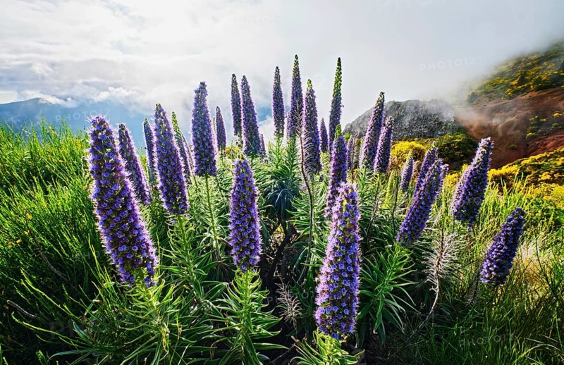 Madeira landscape with flowers Pride of Madeira flowers and blooming Cytisus shrubs and mountains in clouds. Miradouros do Paredao, Madeira island, Portugal, Europe