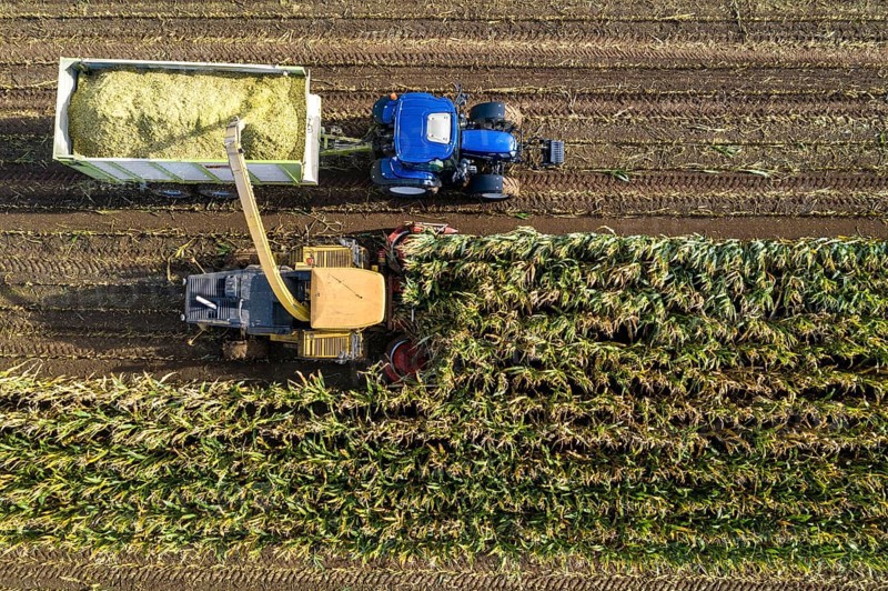 Maize harvest, combine harvester, chopper works its way through a maize field, the silage is pumped directly into a trailer, serves as cattle feed, Lower Rhine, Rees, North Rhine-Westphalia, Germany, Europe