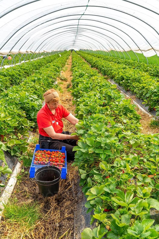 Harvesting strawberries, harvest helper, strawberry cultivation in the open field, under a foil tunnel, young strawberry plants growing up, in different stages of ripeness, near Dormagen, Rhineland, North Rhine-Westphalia, Germany, Europe