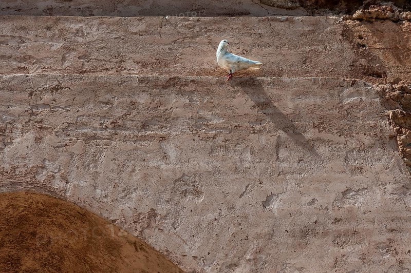 White dove on a house wall, peace dove, peace, symbol, symbolic, bird, animal, white, clay plaster, wall, shadow, Marrakech, Morocco, Africa