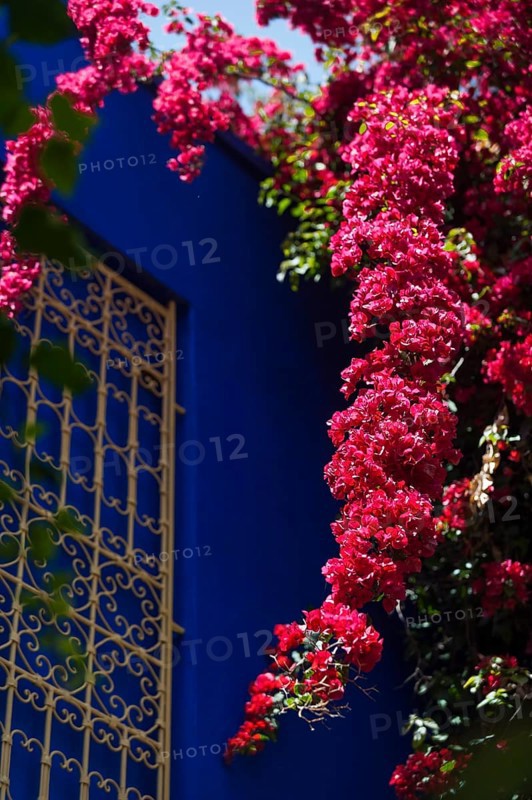 Majorelle Garden, botany, bougainvillea, flora, plant, botany, flower, tropical, climate, architecture, indigo, blue, red, balcony, blooming, flowering, park, decoration, attraction, travel, holiday, Marrakech, Morocco, Africa