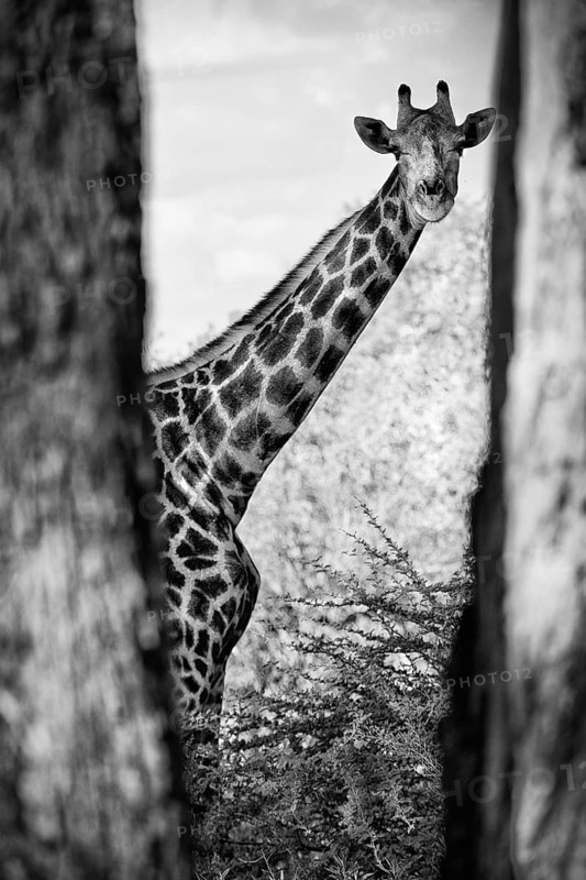 Portrait of a southern giraffe (Giraffa giraffa), free living, wilderness, safari, travel, animal portrait, black and white, bw, monochrome, in Moremi National Park in Botswana