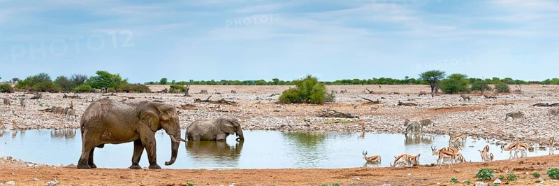 Elephants (Loxodonta africana), plains zebras (Equus quagga) and springbok antelopes (antidorcas), safari, travel, tourism, wildlife, Okaukuejo waterhole in Etosha National Park, Namibia, Africa