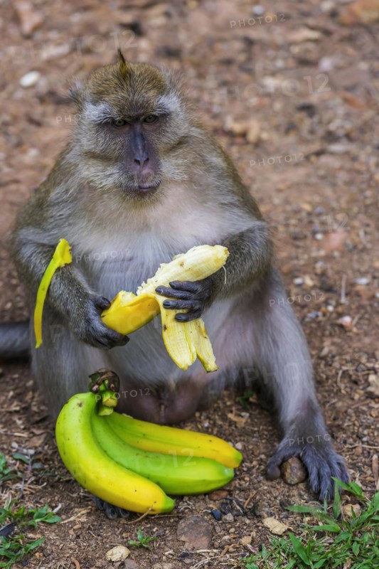 Monkey with banana in temple Wat Sok Tham, macaque, mammal, gazing, gazing, wild, free-living, tropical, pride, tropics, asian, animal, wildlife, rhesus, food, nutrition, eating, eating, sitting, feeding, feeding, temple monkey, sacred, jungle, hairy, cheeky, hairy, Kao Sok National Park, Thailand, Asia