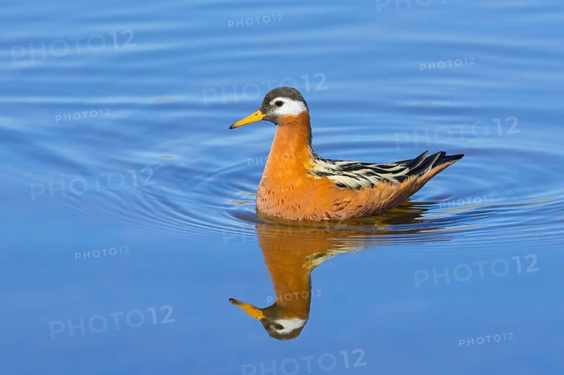 Red phalarope, grey phalarope (Phalaropus fulicarius, Tringa fulicaria) female in breeding plumage swimming in pond in spring, Svalbard, Norway, Europe