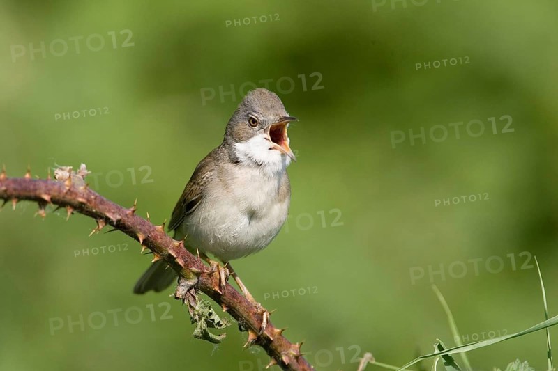 Whitethroat, (Sylvia communis), Austria, Europe