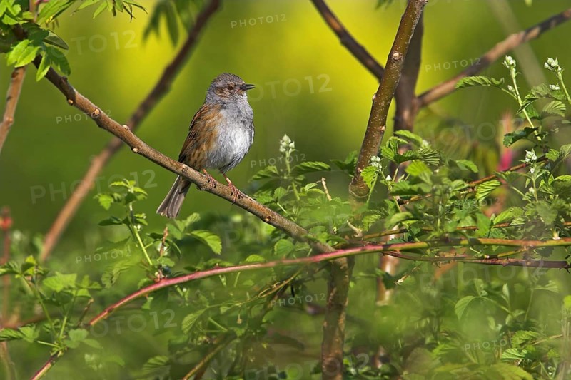 Dunnock, (Prunella modularis), Bad Dürkheim district, Rhineland-Palatinate, Federal Republic of Germany