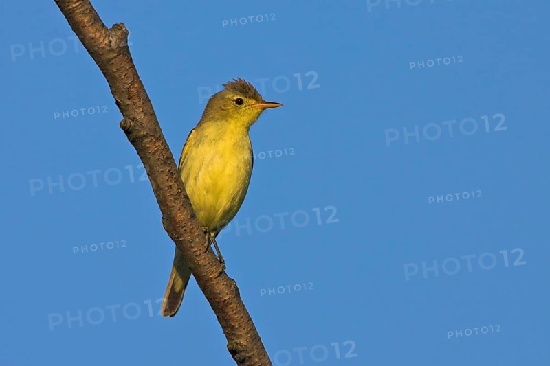 Yellow warbler, (Hippolais icterina), Hypolaïs ictérine, Zarcero Icterino, Offstein sewage ponds, Rhineland-Palatinate, Federal Republic of Germany