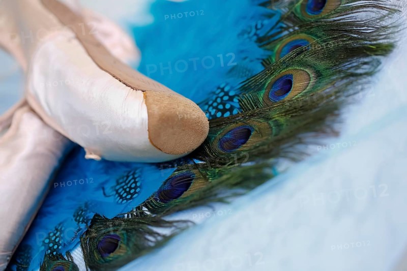 Ballet shoes, pointe shoes on peacock feathers, still life, dance shoes covered with satin in light pink colour, leather sole, studio, Germany, Europe