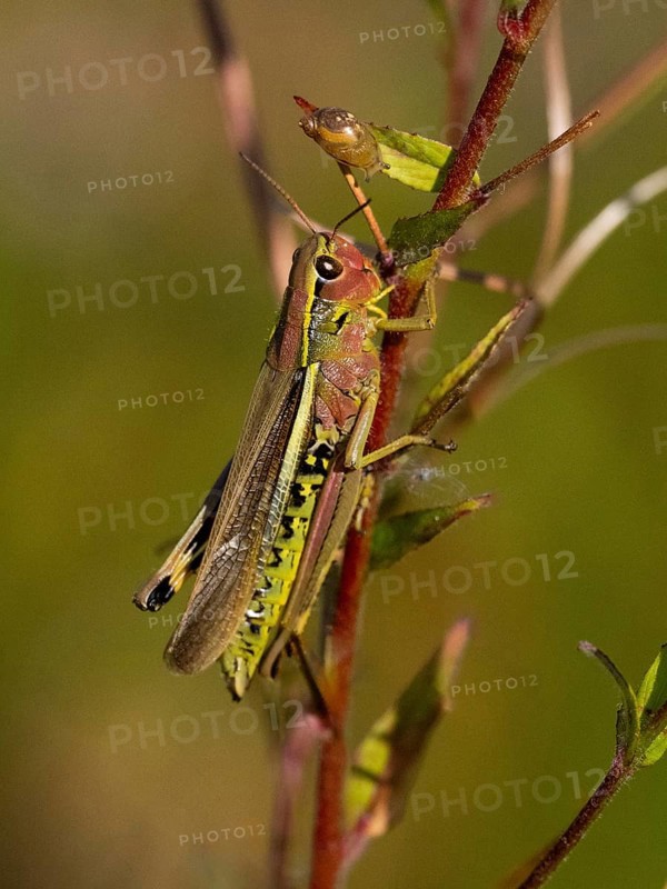 Large marsh grasshopper (Stethophyma grossum) female, resting on plant stalk, in marshland, Hesse, Germany, Europe