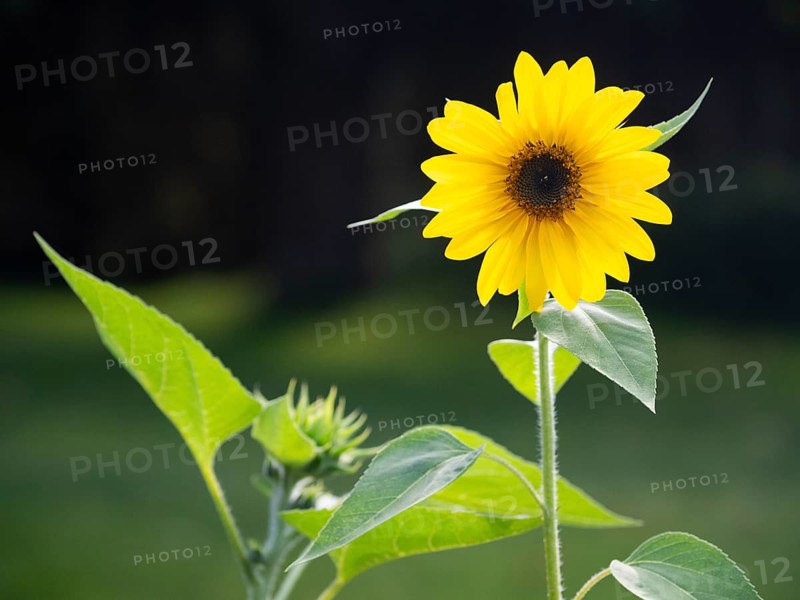 Sunflower (Helianthus annuus), single yellow sunflower blossom with green leaves, in garden, Hesse, Germany, Europe