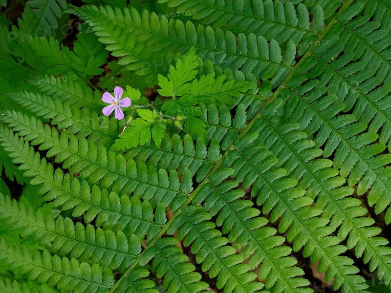 Male fern (Dryopteris filix-mas), single frond with Wood Cranesbill (Geranium sylvaticum) growing through it. Hesse, Germany, Europe