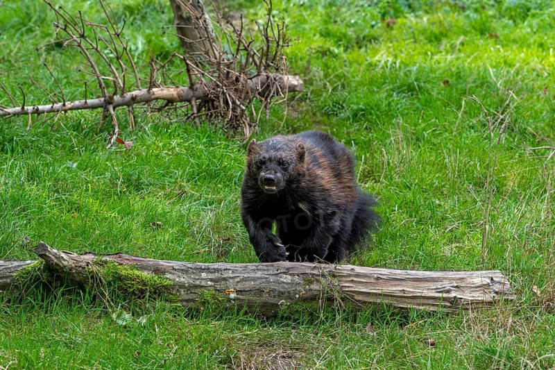 Wolverine, glutton, carcajou (Gulo gulo) running in grassland, native to Scandinavia, western Russia, Siberia, Canada and Alaska