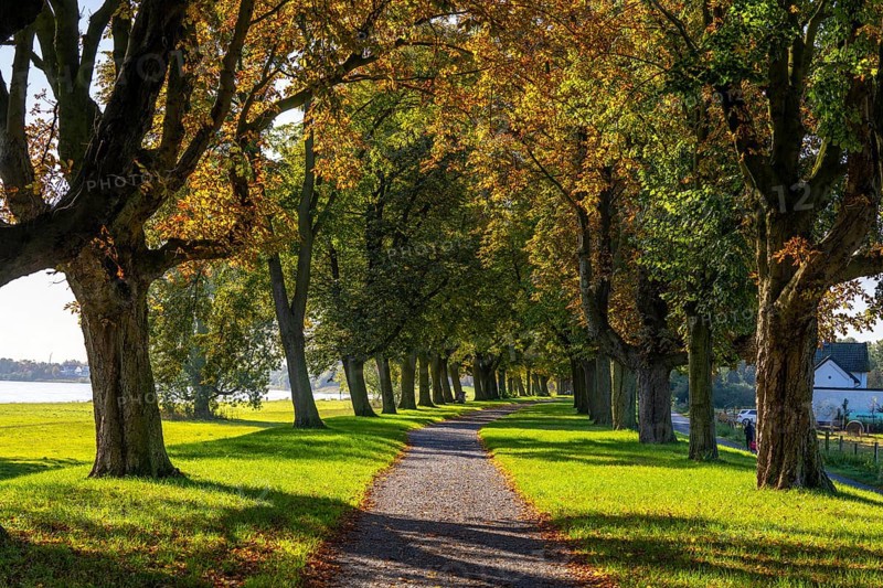 Dense chestnut tree avenue on the Rhine dyke near Neuss, Deichallee, autumn, colourful leaves, North Rhine-Westphalia, Germany, Europe