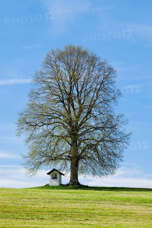 Large lime tree watches over a Helgenstöckli near Wittenbach, Canton St. Gallen, Switzerland, Europe