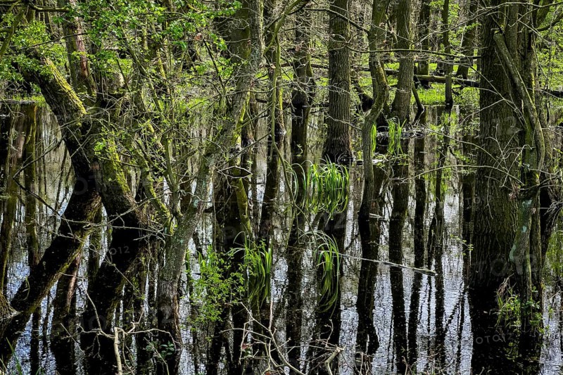 Ochsenmoor nature reserve, flooded, water, flood, climate, climate change, forest, moor, heavy rain, groundwater, groundwater level, water level, landscape, forest landscape, Hüde, Lake Dümmer, Germany, Europe