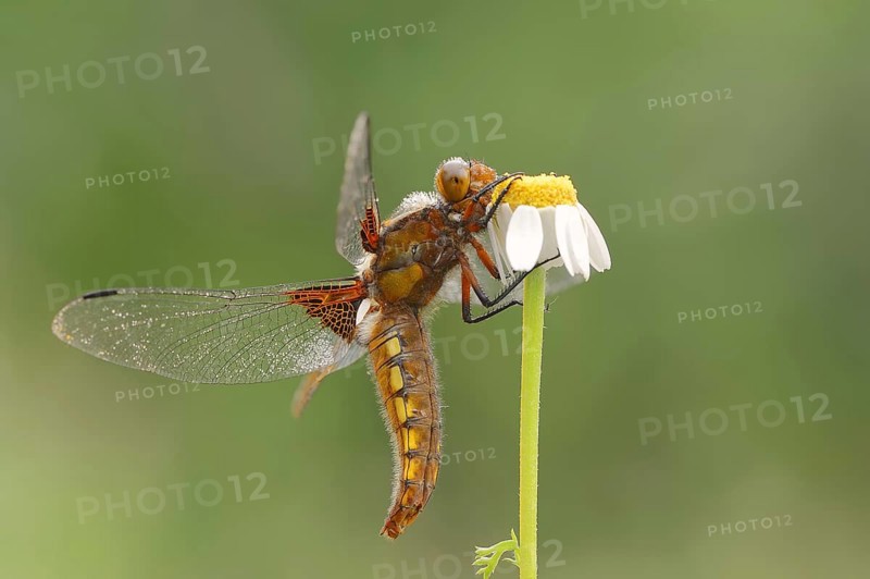 Broad-bodied chaser (Libellula depressa), female, Provence, Southern France