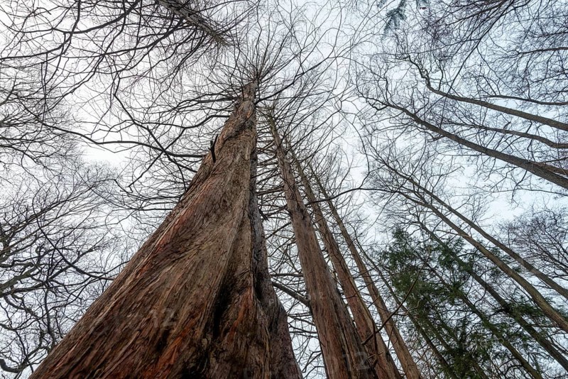 Sequoia trees in the Osterwald forest near Zingst, primeval sequoia trees, Zingst, Mecklenburg-Western Pomerania, Germany, Europe