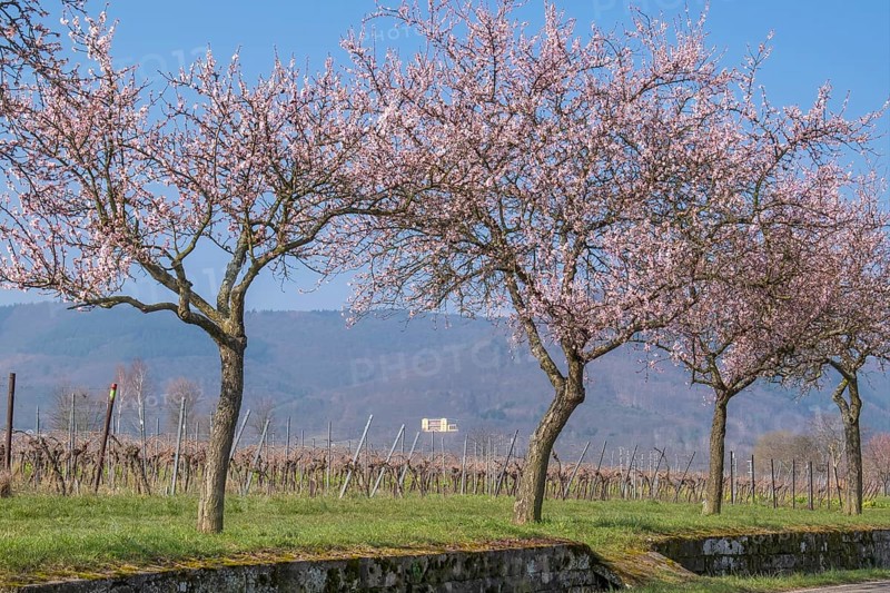 Almond tree blossom on the Villastrasse, in the background Villa Ludwigshöhe Castle, Edenkoben, Southern Palatinate, Palatinate, Rhineland-Palatinate, Germany, Europe