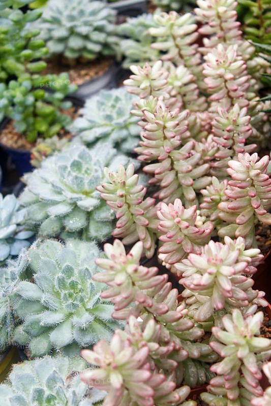 Various types of succulent in flower pots in the greenhouse. Closeup, selective focus