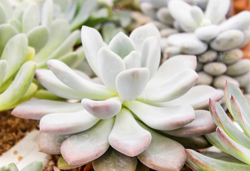 Beautiful succulent plant in greenhouse. Closeup, floral patterns, selective focus