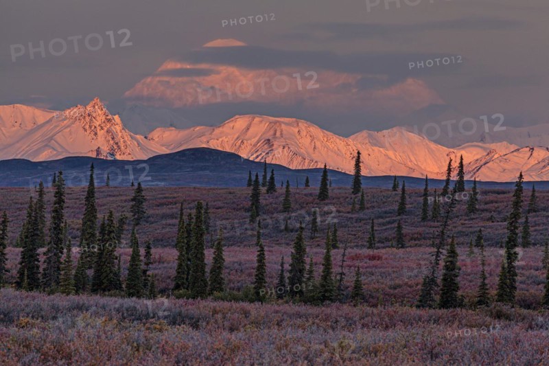 Mount Denali and Alaska Range in the morning light, alpenglow, autumn, tundra, Denali National Park, Alaska, USA, North America
