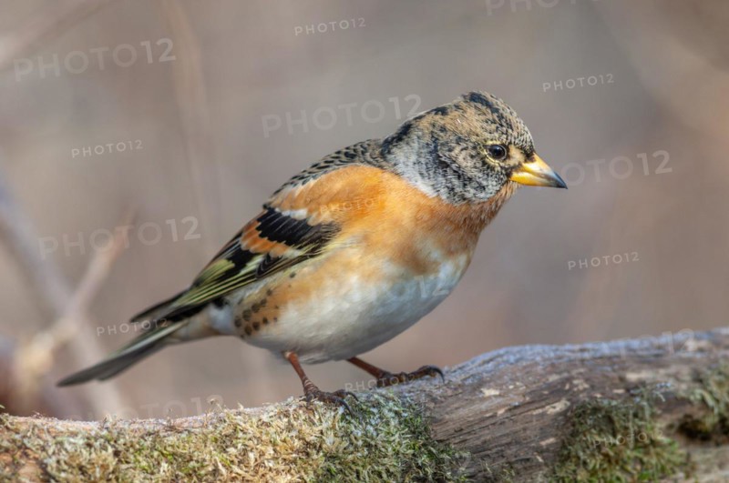 Brambling (Fringilla montifringilla) sitting in the forest. Bas Rhin, Alsace, France, Europe