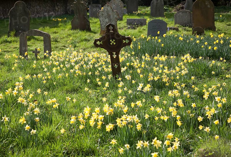 Daffodils in flower around graves in a churchyard, Shottisham, Suffolk, England, United Kingdom, Europe
