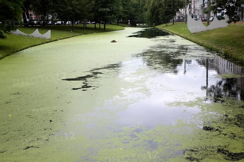 Eutrophication of water in a canal central Rotterdam, Netherlands
