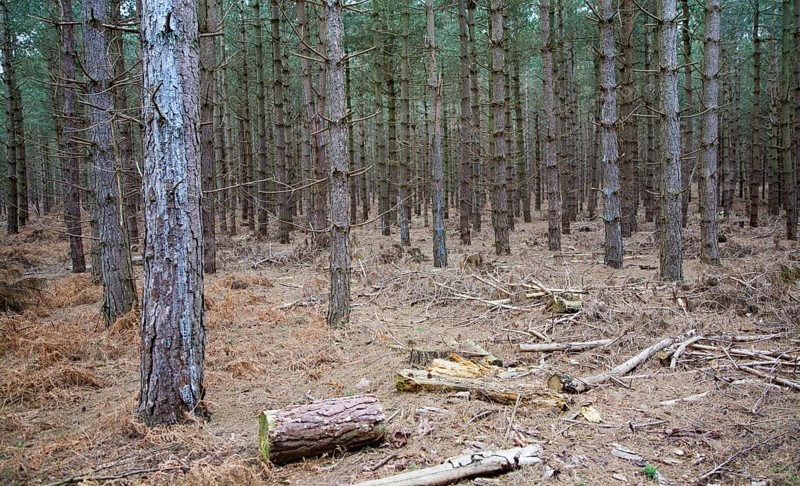 Conifer trees in Rendlesham Forest, Suffolk, England, United Kingdom, Europe
