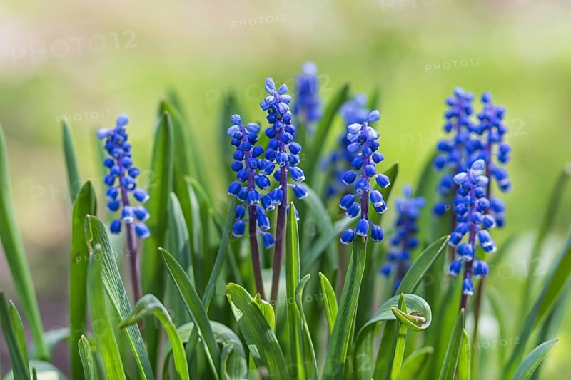 Blooming hyacinth in the botanical garden in spring
