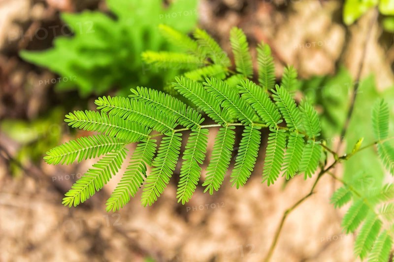 Bright green leaf acacia tree in the jungles of Malaysia