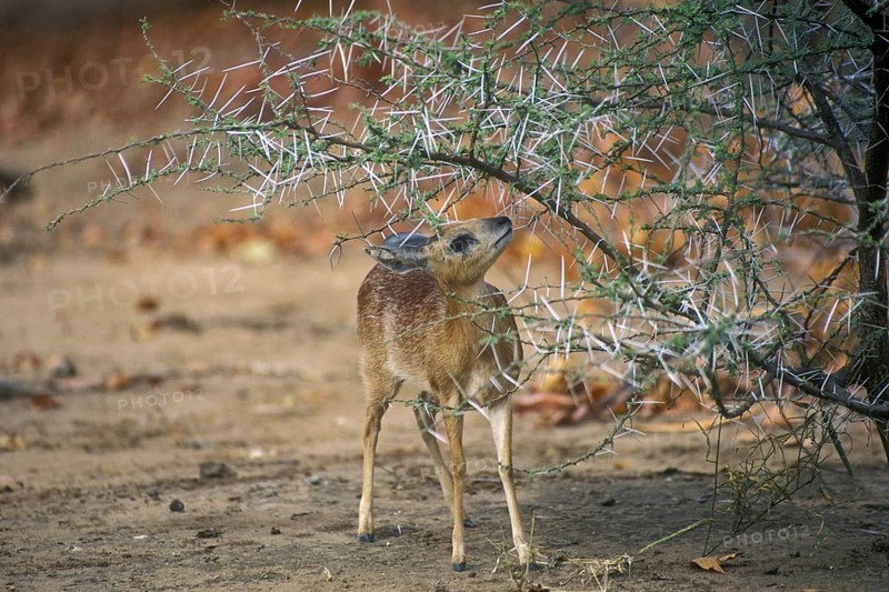 Sharpe's grysbok (Raphicerus sharpei) under thorn bush, Kruger National Park, South Africa, Africa