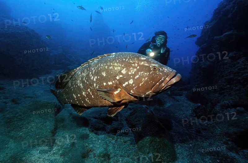 Diver looking at swims very close to very large specimen of dusky grouper (Epinephelus marginatus) in Garajau Nature Reserve, Eastern Atlantic, Madeira, Portugal, Europe