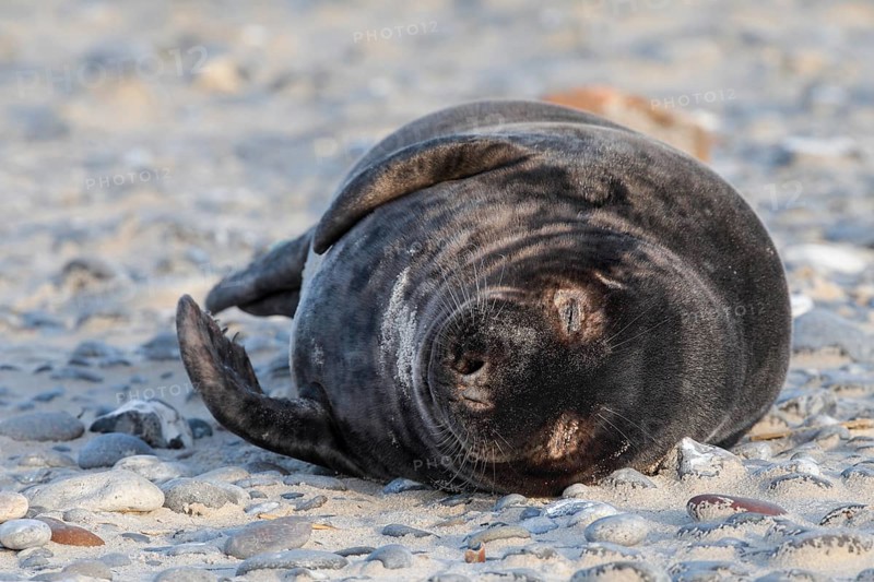 Grey seal baby in black fur lying on the beach on the island of Düne near Helgoland, Germany, Europe