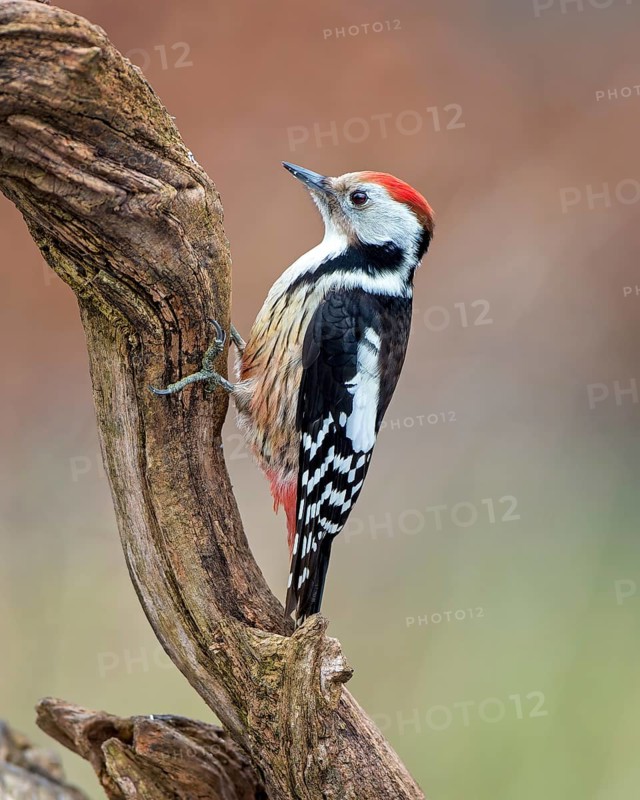 Middle spotted woodpecker (Dendrocopos medius) climbing on a branch, foraging in winter, sunrise, frost, winter feeding, hoarfrost, Middle Elbe Biosphere Reserve, Saxony-Anhalt, Germany, Europe