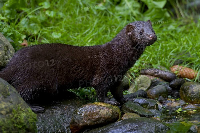American mink (Neovison vison, Mustela vison), mustelid native to North America on river bank