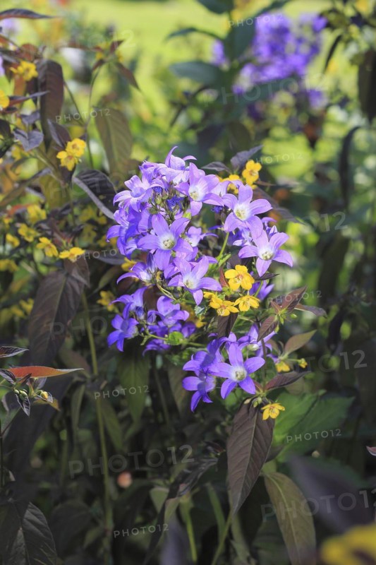 Bellflower (Campanula) and bronze field fenugreek (Lysimachia ciliata 'Firecracker'), North Rhine-Westphalia, Germany, Europe