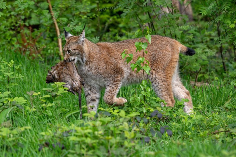 Hunting Eurasian lynx (Lynx lynx) walking with caught muskrat (Ondatra zibethicus) prey in its muzzle in forest. Captive