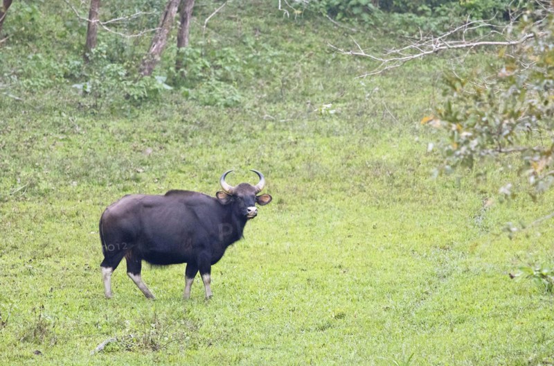 Gaur (Bos gaurus), Periyar Wildlife Sanctuary or Periyar National Park, Idukki district, Kerala, India, Asia