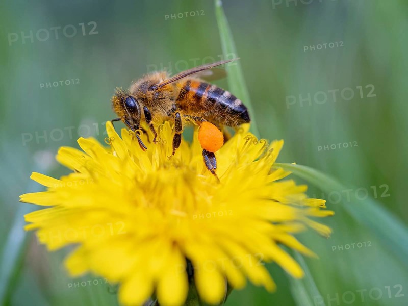 European hornet (Vespa crabro), insect, insects, macro, plant, garden, Neuhofen, Rhineland-Palatinate, Germany, Europe