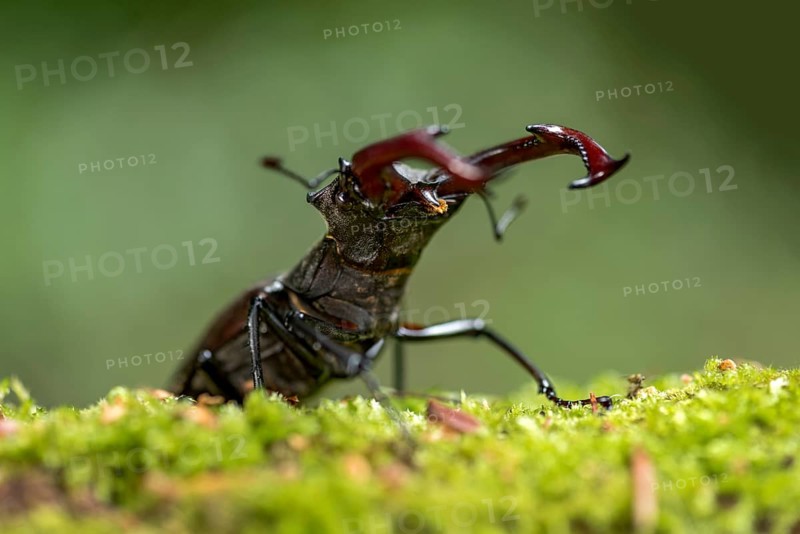 Stag beetle (Lucanus cervus), horned beetle, fire beetle, male with large mandibles, upper jaw, antlers, in the forest on moss on a tree stump, endangered species, species protection, nature conservation, rare, Raumertswald, Vogelsberg Volcanic Region nature park Park, Nidda, Wetterau, Hesse, Germany, Europe