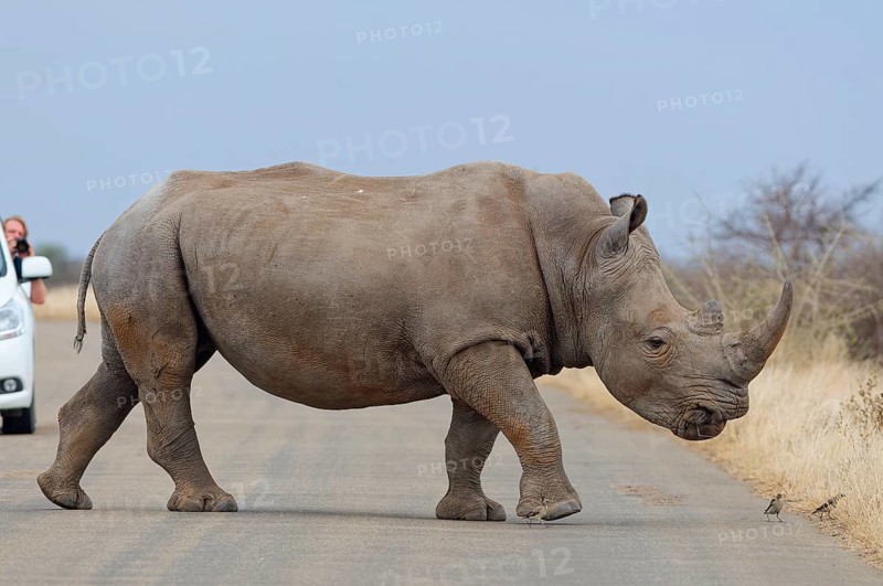 Southern white rhinoceros (Ceratotherium simum simum) surrounded by birds, adult male crossing the asphalt road, in front of a man taking pictures from his stationary car, Kruger National Park, South Africa, Africa