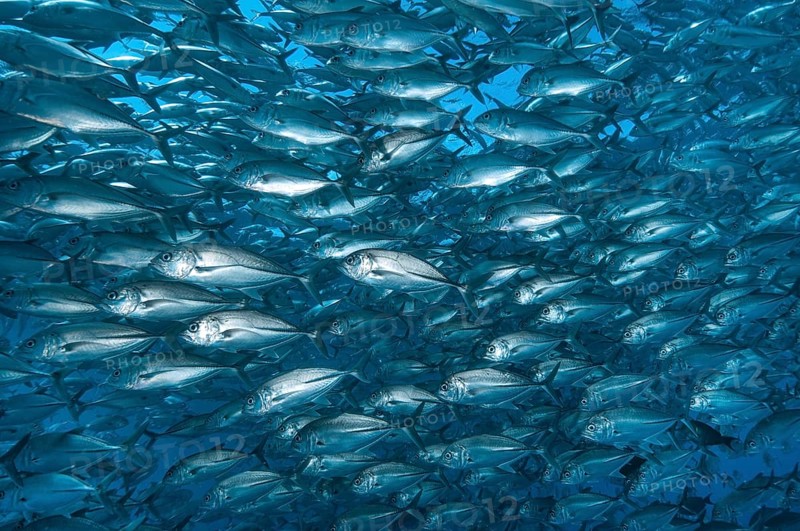 Large shoal of bigeye trevallies (Caranx sexfasciatus) Bigeye jack mackerel swimming in open sea, Indian Ocean, Tulamben, Bali, Indonesia, Asia
