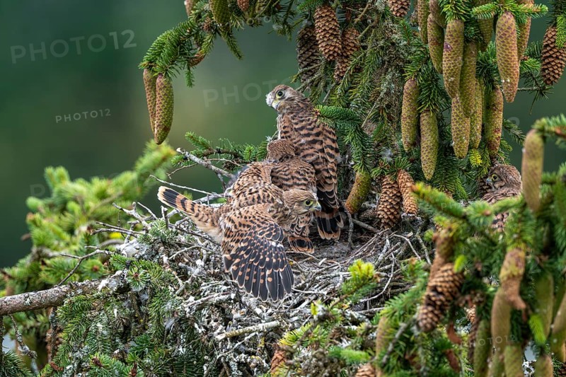 Common kestrel (Falco tinnunculus), young birds not yet ready to fly in the nest, Rhineland-Palatinate, Germany, Europe