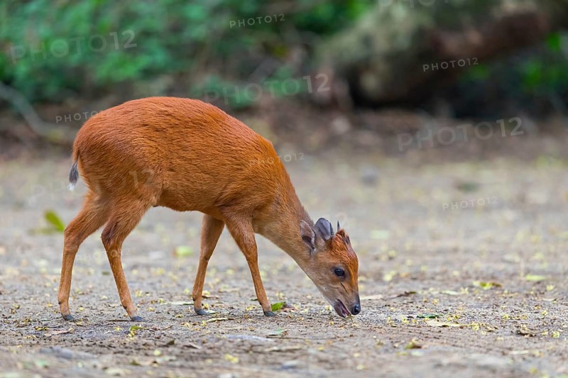 Red forest duiker (Cephalophus natalensis) antelope, iSimangaliso Wetland Park, St. Lucia, KwaZulu-Natal, South Africa, Africa