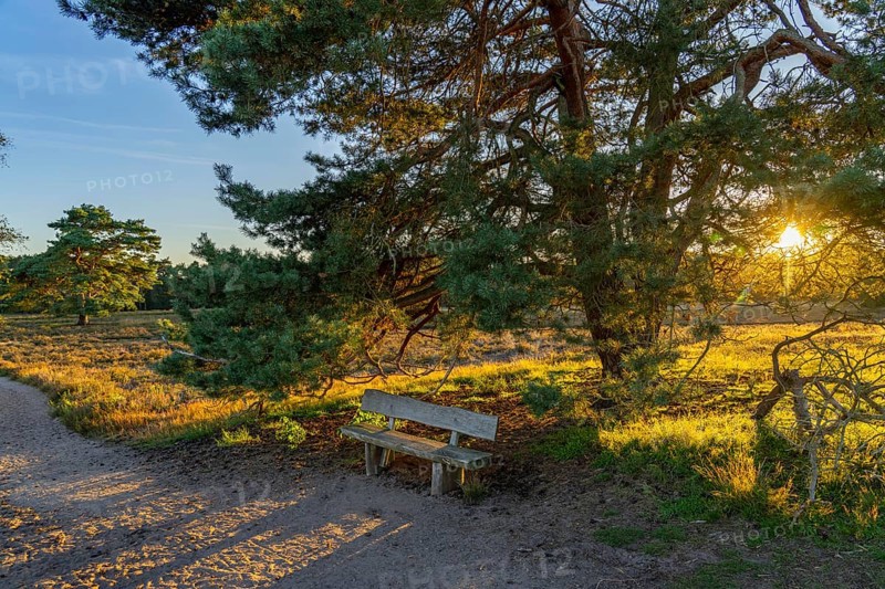 Westruper Heide, in the Hohe Mark Westmünsterland nature park Park, old wooden bench on a tree, near Haltern am See, heather blossom, North Rhine-Westphalia, Germany, Europe